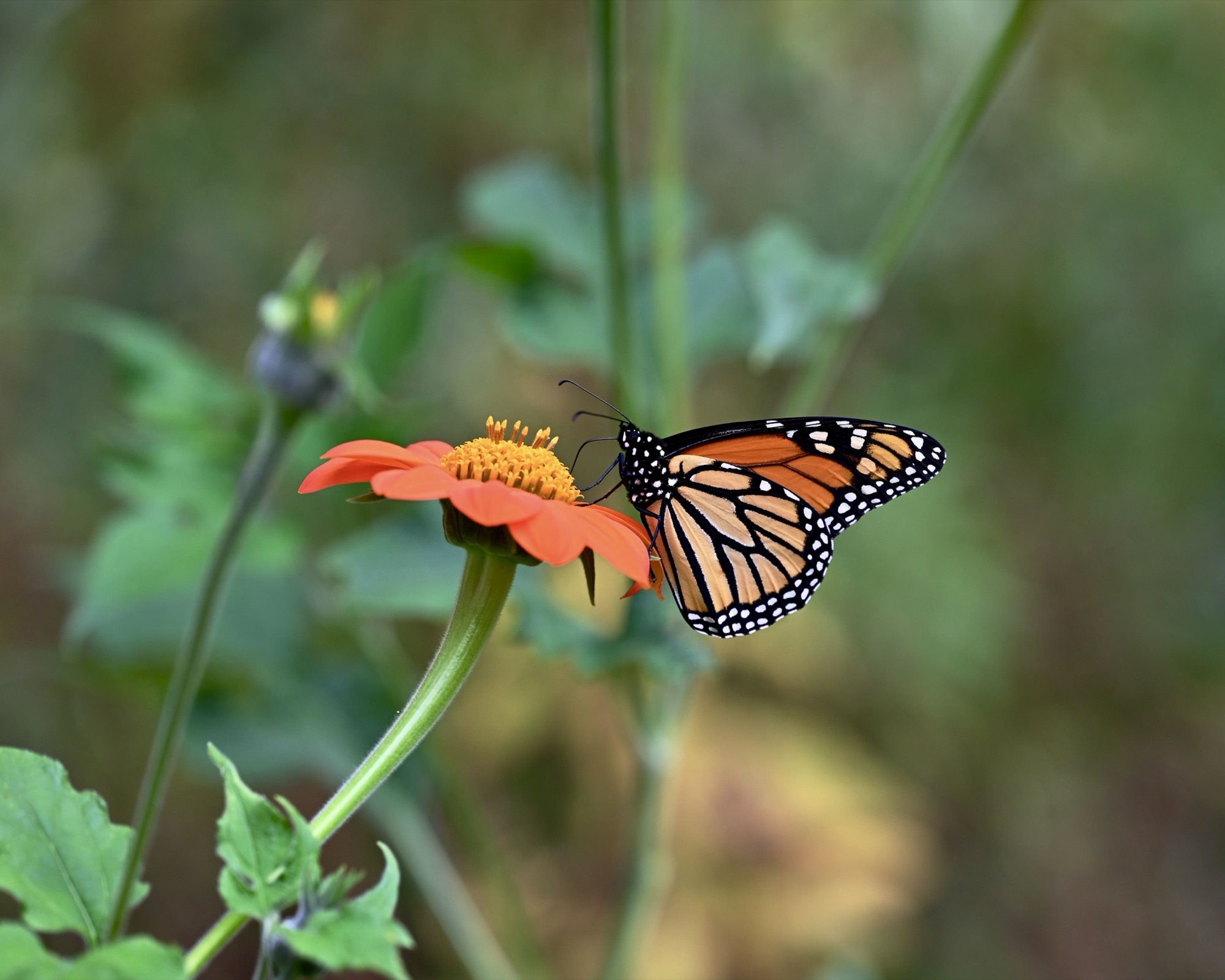 A Monach butterfly perched on a Mexican sunflower