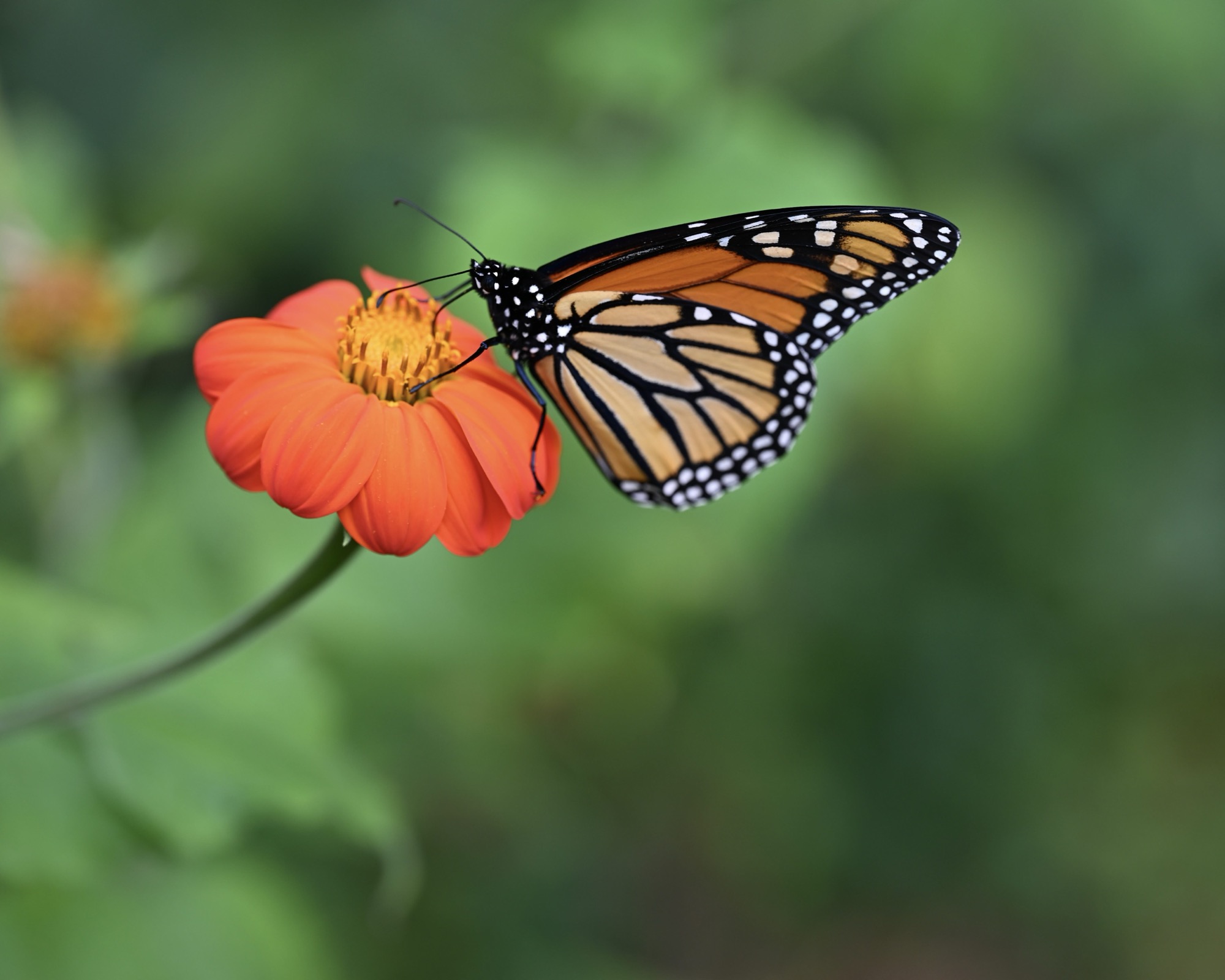 Monarch butterfly enjoying a sip of nectar, perched on a deep orange flower blossom