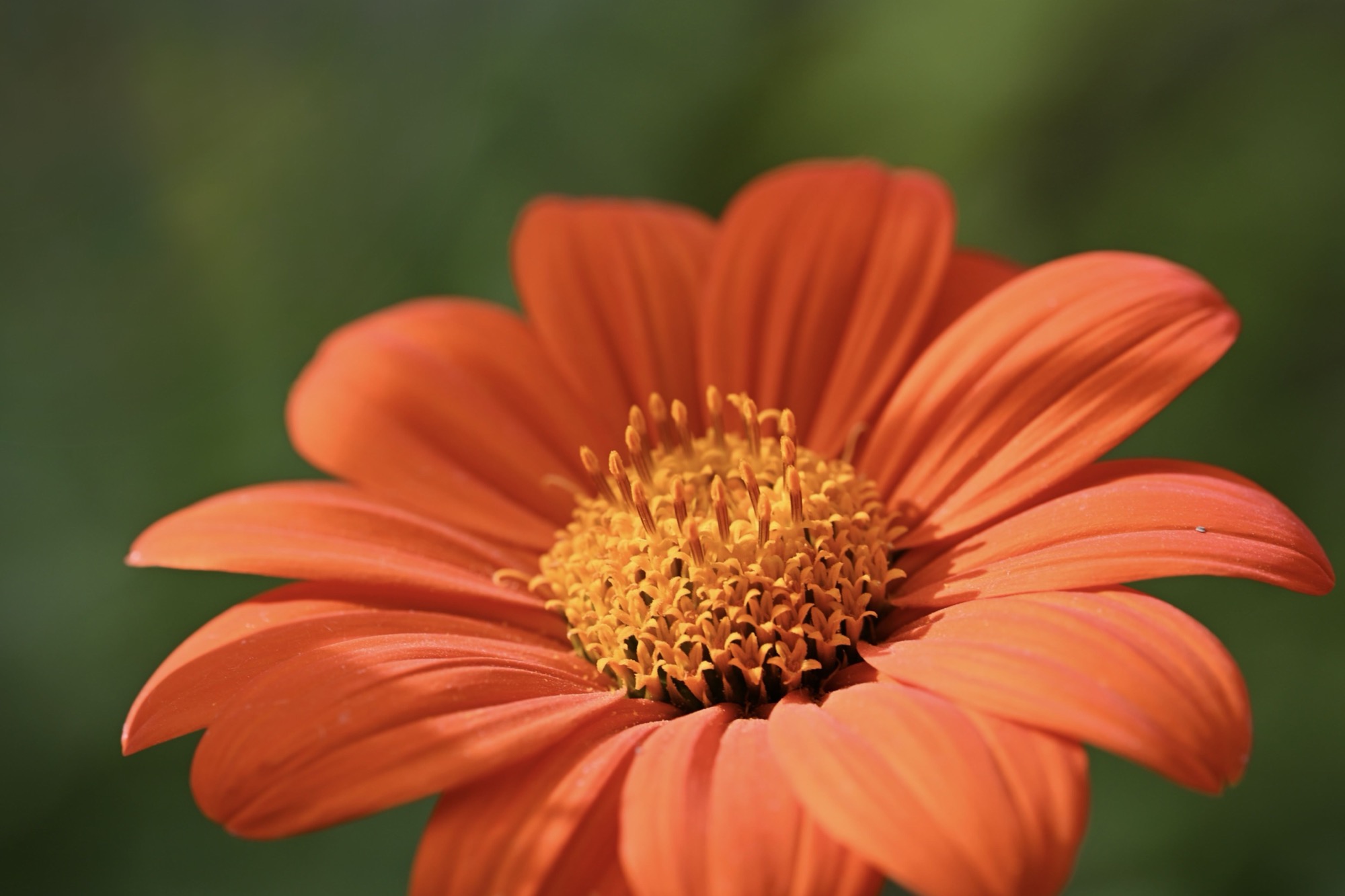 Deep orange Mexican sunflower on a dark green background