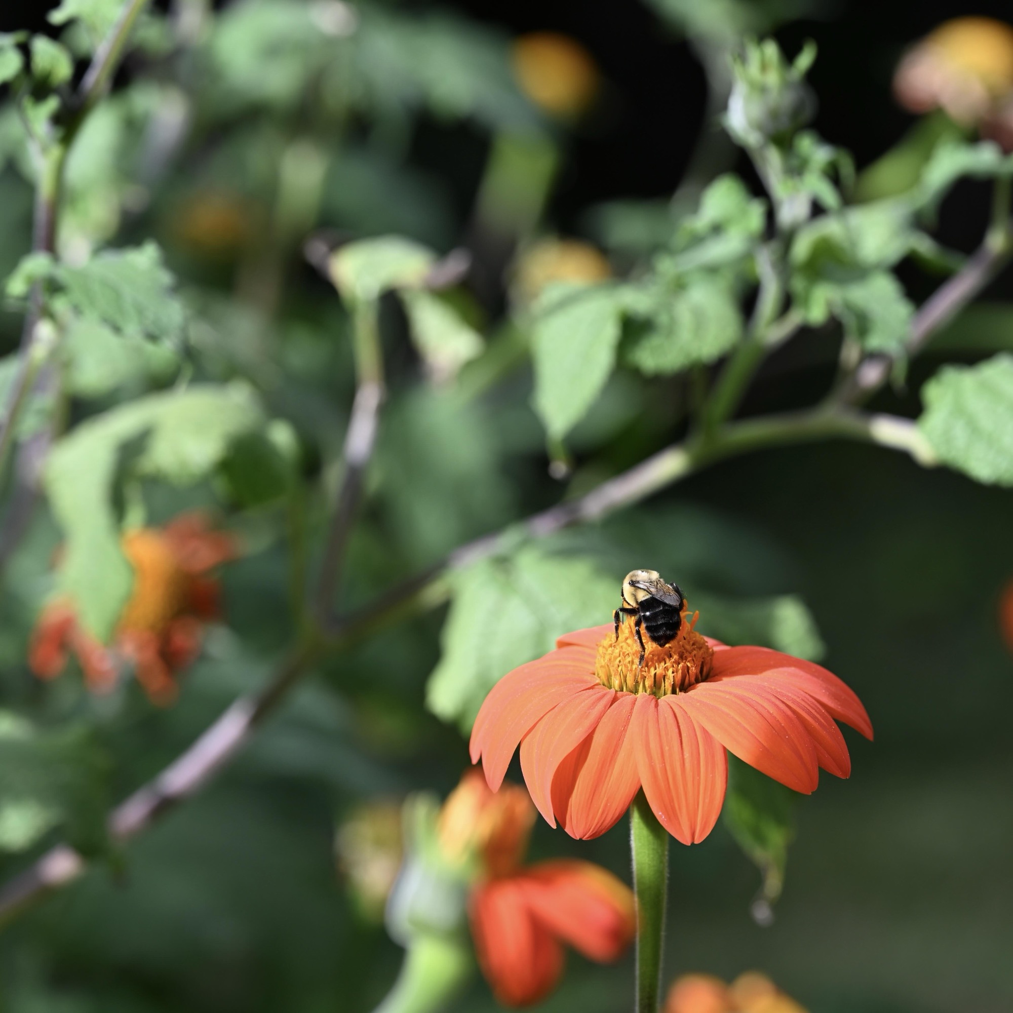 A bee is perched on a blossom, flowers in the background blurred