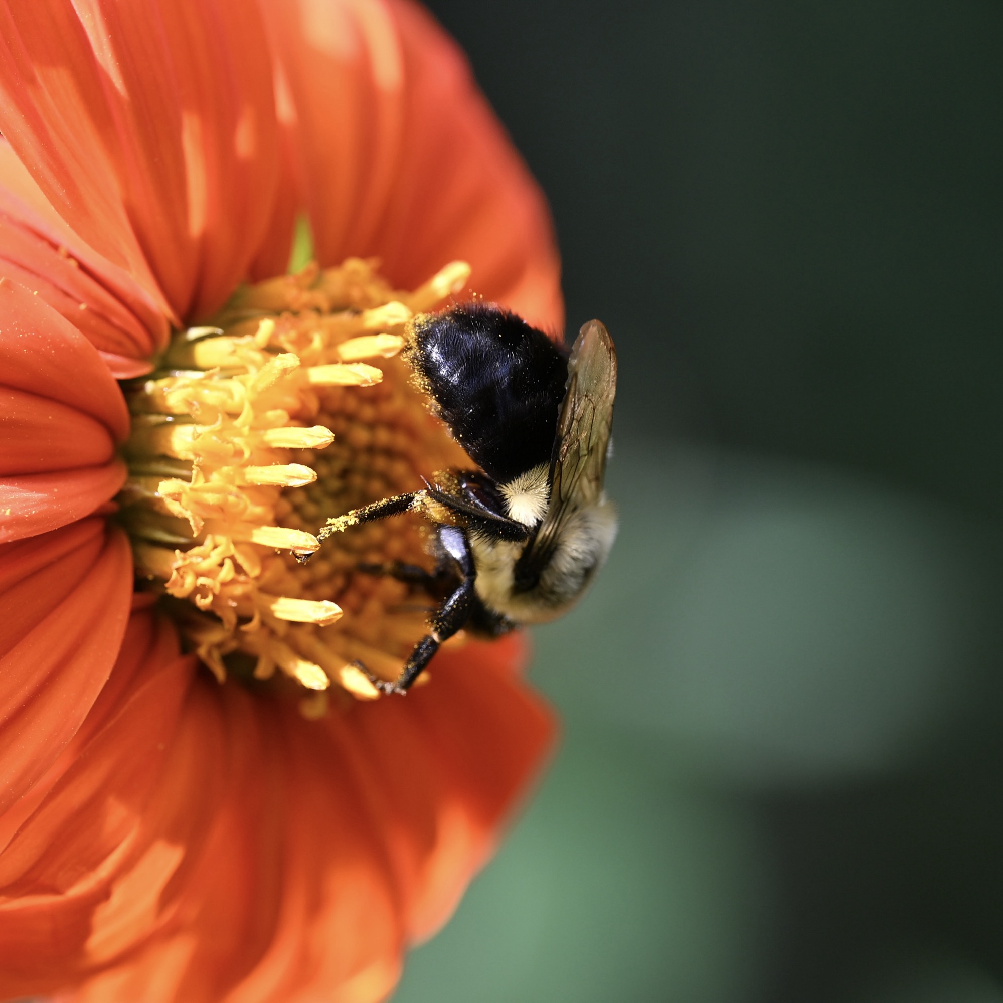 Bee with pollen on legs