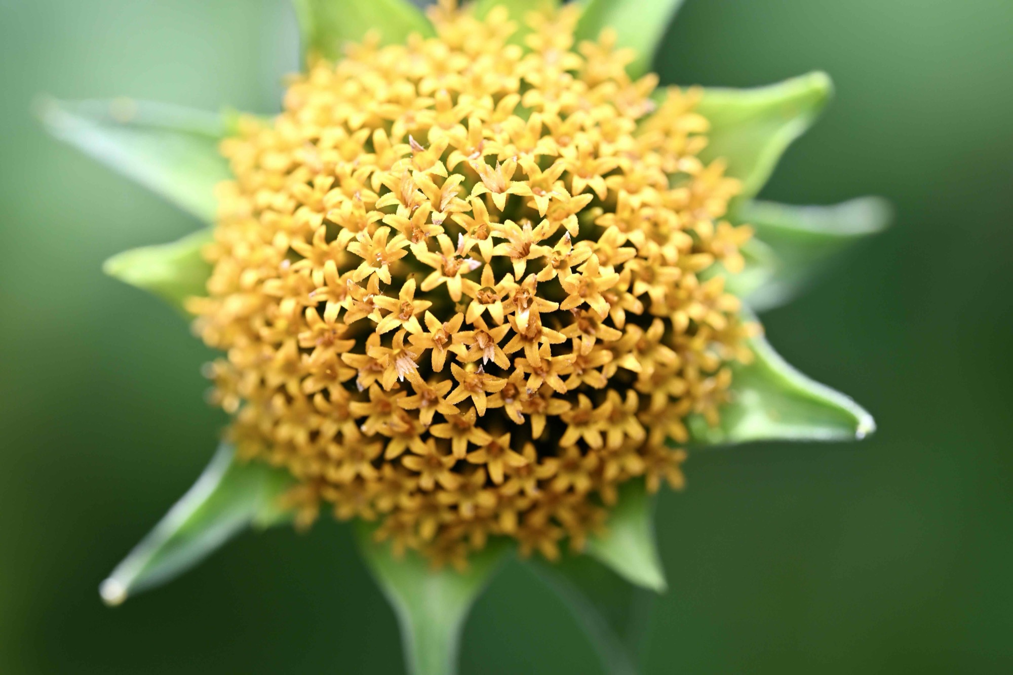 Yellow center of a Mexican sunflower closeup